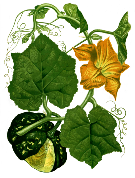 Файл:Cucurbita maxima Blanco2.320.png