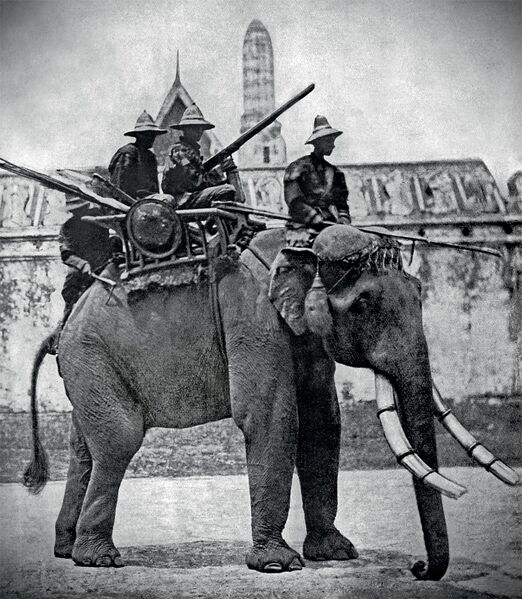 Файл:Elephant.jpg